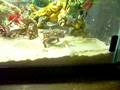 videos de geckoeats.AVI