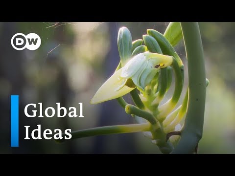 Mexiko: Bienensterben bedroht die Vanille | Global Ideas