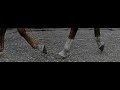barefoot hoof landing at 1200 fps barefoot hoof landing at 1200 fps