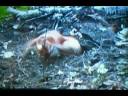 Animal Planet Dogs 101 Dachshund Animal Planet Dogs 101 Dachshund