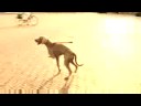 Tv Oost Asielhond