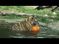 Philadelphia Zoo Tiger - Beast Feast 2 (watch in high quality if possible) Philadelphia Zoo Tiger - Beast Feast 2 (watch in high quality if possible)