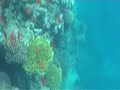Snorkelling at Lighthouse Reef, Dahab, Red Sea. Snorkelling at Lighthouse Reef, Dahab, Red Sea.