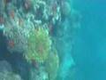 Snorkelling at Lighthouse Reef, Dahab, Red Sea.