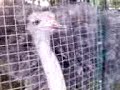 ostrich__at__racsos