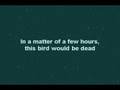 History of Birds