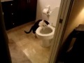 [ネコ]トイレの水を流すことに楽しみを覚えた猫ちゃん。のサムネイル1