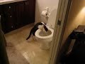 Gizmo Flushes Gizmo Flushes
