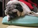snoring pug snoring pug