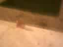CARRERAS DE COLAS (MARCA LA PAVA)XDDD
