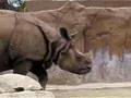 Rhinosaur ....Rhinosaurus Preposterous!