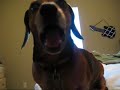 Dog Saying Mama