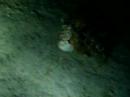 runaway crab
