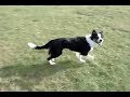 Dog Park Border Collies