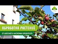 Химическая обработка растений от болезней и вредителей, препараты, способы применения