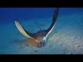 HaTeD Scooter Dive on YO - Hawaii