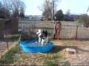 Akita Pool Time Akita Pool Time