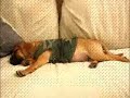 Sleeping Preston the Puggle