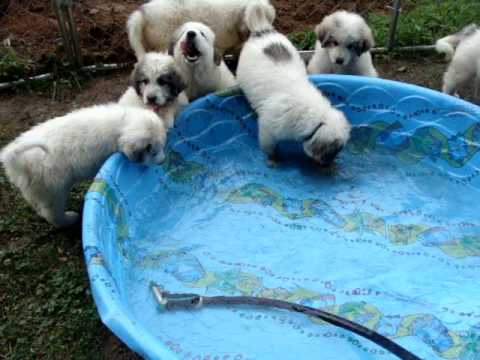 great pyrenees