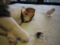 クワガタ