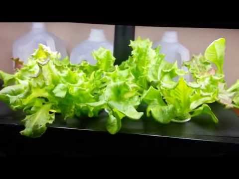how to harvest aerogarden lettuce