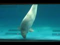 ??????? Healing of Beluga ??????? Healing of Beluga