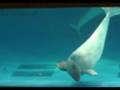 白イルカの癒し Healing of Beluga