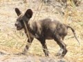 Wild dogs den At Botswana
