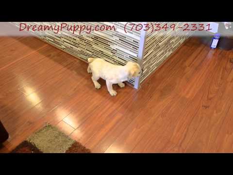 Super Cute Mini Bulldog Girl!