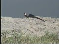 Paradise Whydah Paradise Whydah