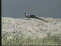 Paradise Whydah