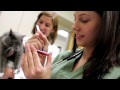 Click here to watch this video Brookdale Veterinary Assistant Certification Program