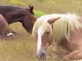 Horse Slaughter cruelty