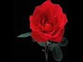 Roses-Outkast Roses-Outkast