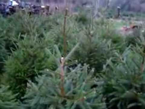 how to transplant a weeping norway spruce