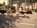 The Fastest Cattle Drive That you ever seen