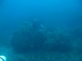 manta-surprises-us-while-scooter-diving.html