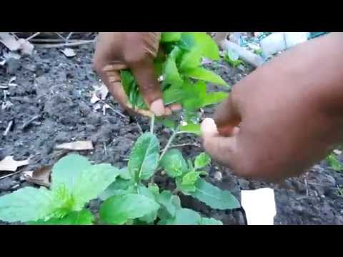 how to harvest apple mint