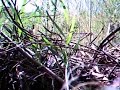 Sniper Cam \"Dangerous Shrubbery\" UltraSniper.com