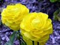 NAAT Arif Nihat Asya  Mehmet Emin AY  B�l�m 1