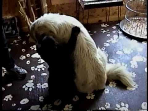 great pyrenees