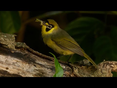 <p>Destination Iwo Jima: A Virtual Voyage off Japan to See Island Endemics and Seabirds</p>
 video thumbnail