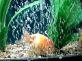 new tetra silk plants installed in aquarium