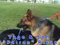 German Shepherd Breeder Rivas Sheperds Las Vegas Nevada German Shepherd Breeder Rivas Sheperds Las Vegas Nevada