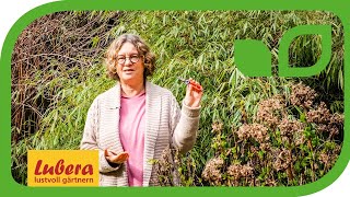 Hortensien schneiden: die Unterschiede zwischen Rispen-, Bauern- und Schneeballhortensien