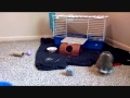 Little Dandy, Very Frisky Holland lop Bunny