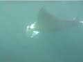 Manta Rays, Sangalaki Island, Indonesia Manta Rays, Sangalaki Island, Indonesia