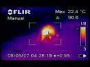 Young Porcupine Thermal Footage (Hot Earth/Dark Nights)  Walking How-To's Walking