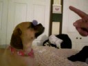 daisy!