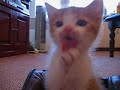 Cleaning kitten